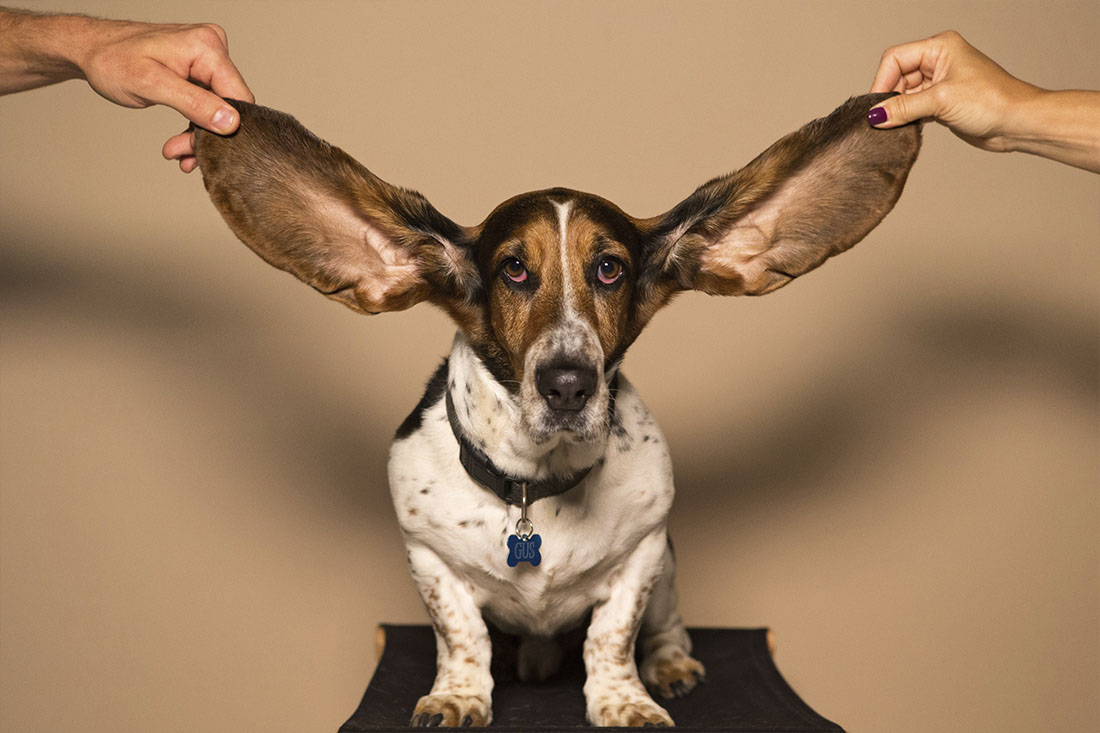 la perdida auditiva afecta de forma diferente a cada oido